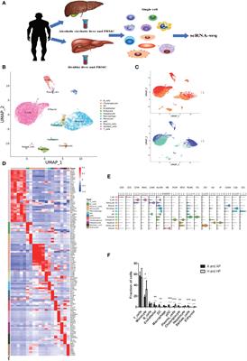 Dysregulation of innate cell types in the hepatic immune microenvironment of alcoholic liver cirrhosis